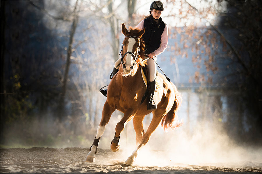 elevate-your-client-experience-as-an-equine-professional