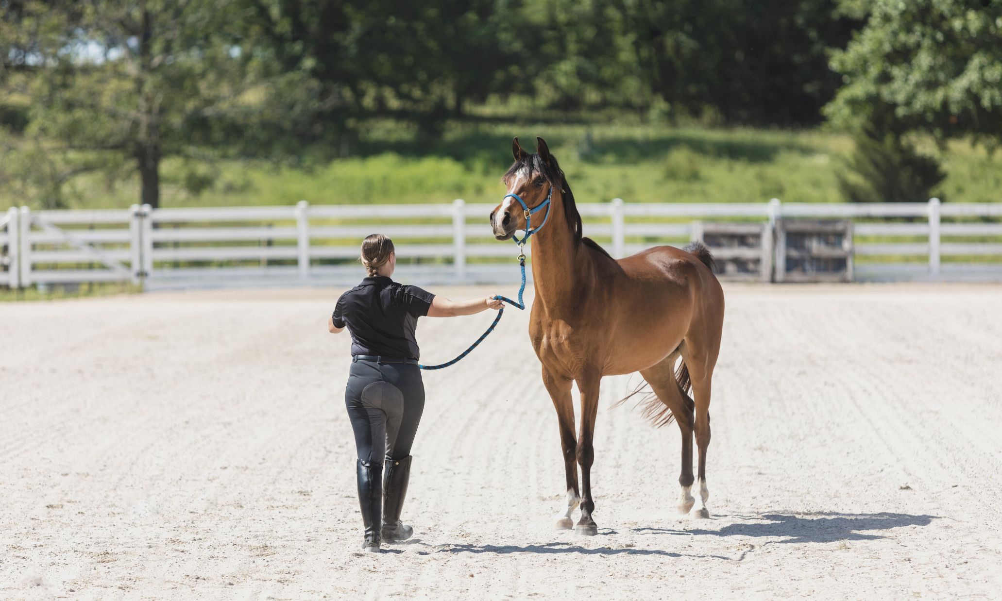 how-to-organize-your-equine-training-business-with-honeybook